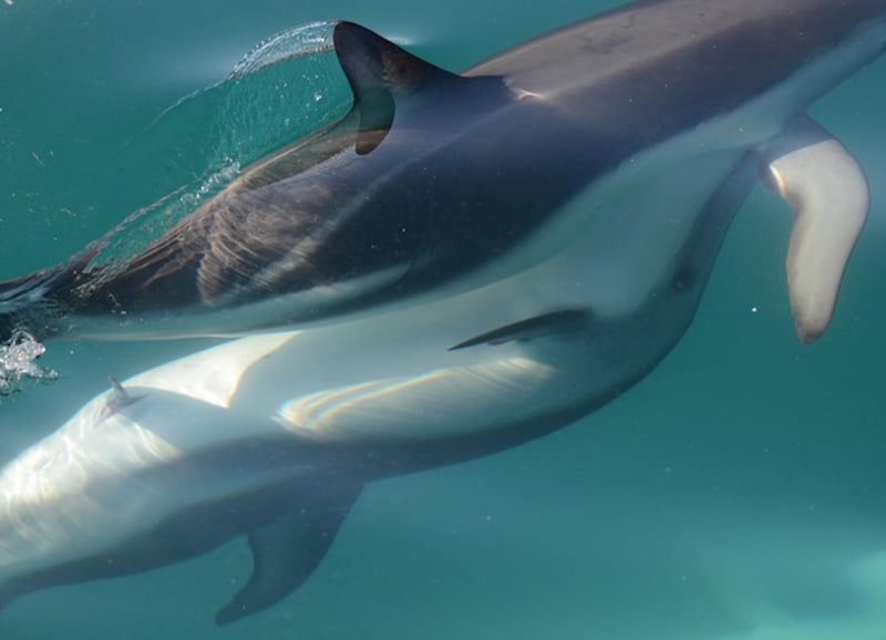 Dolphins Have a Functioning Clitoris, Study Finds