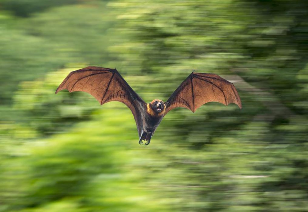 bat rabies