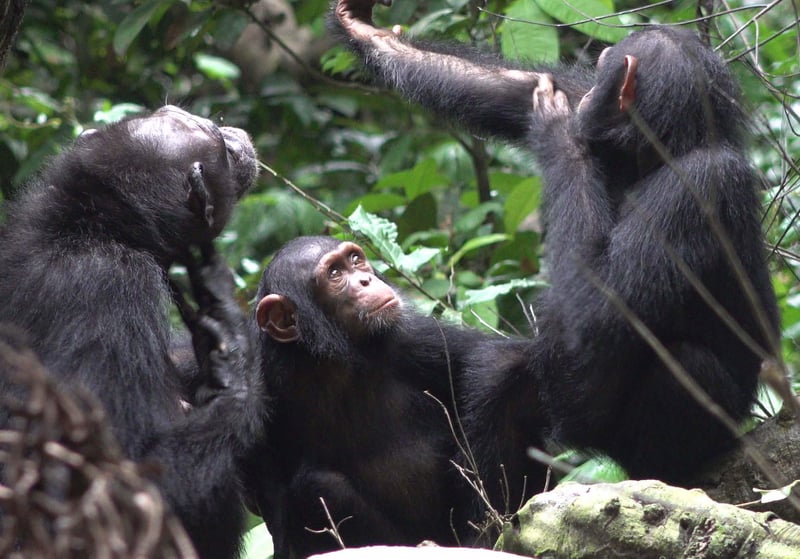 'Dr. Chimp Will See You Now'? Primates Use Medicine, Study Suggests