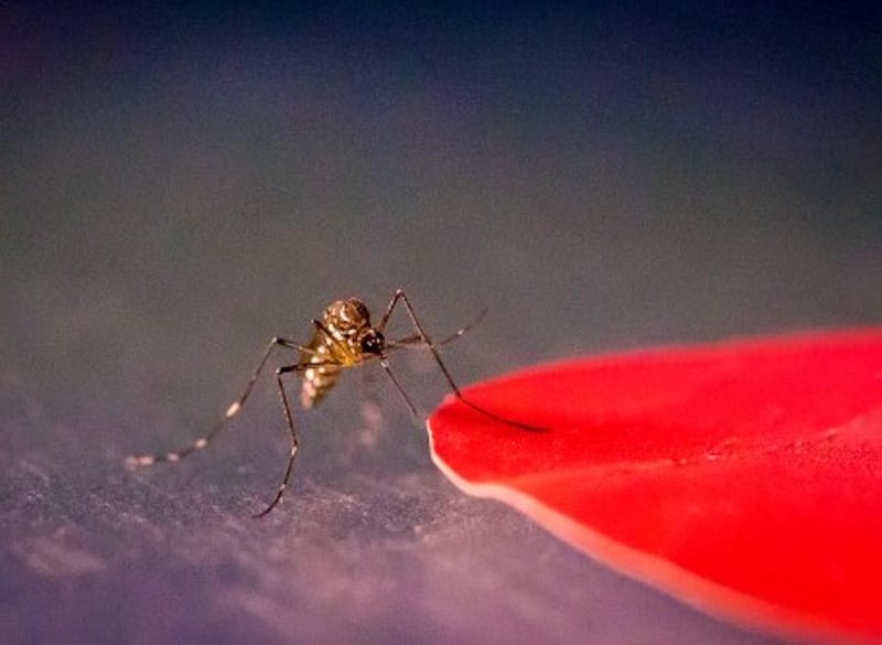 News Picture: Seeing Red: Why Mosquitoes Make a Beeline for Your Skin