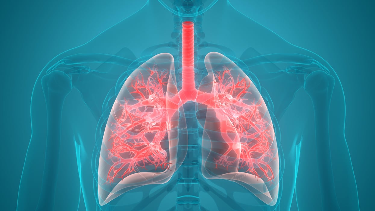 Human Respiratory System Anatomy pulmonary lung