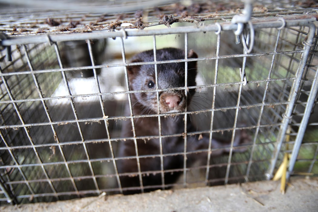 European mink cage grown on a farm for fur. Lithuania COVID coronavirus