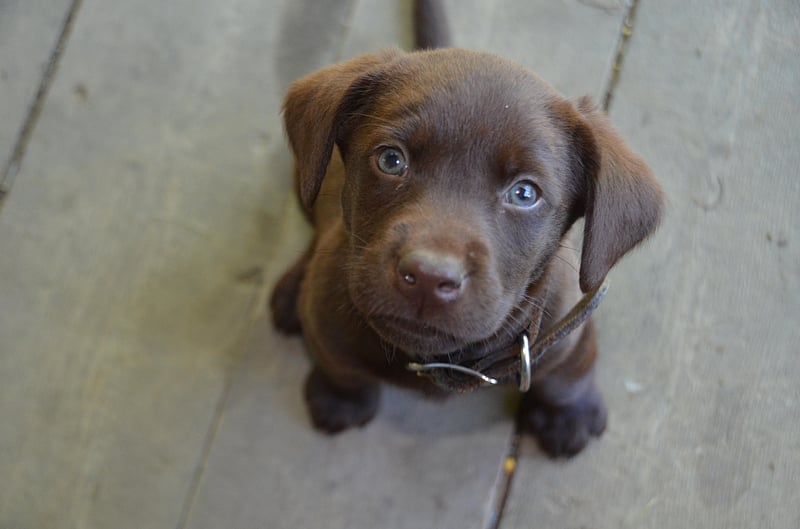 News Picture: More Pets Being Poisoned by Cannabis