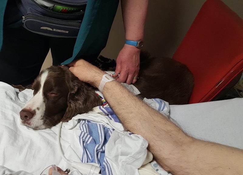 عکس خبر: قدرت سگ: سگ های درمانگر در اورژانس تسکین سریع می آورند