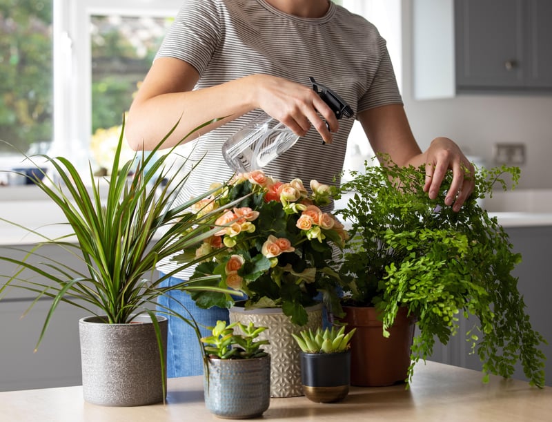 تصویر خبر: گیاهان آپارتمانی شما ممکن است به شما کمک کنند راحت تر نفس بکشید