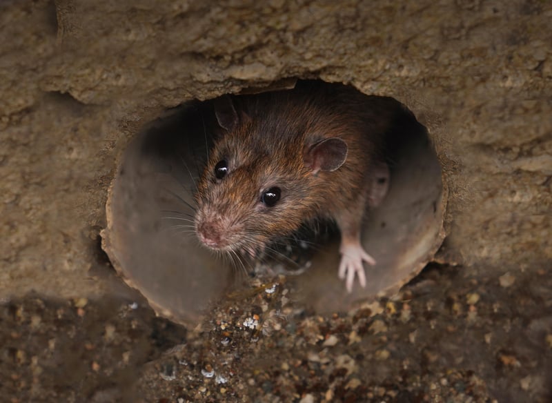 City Rats May Not Pose Big Pandemic Threat