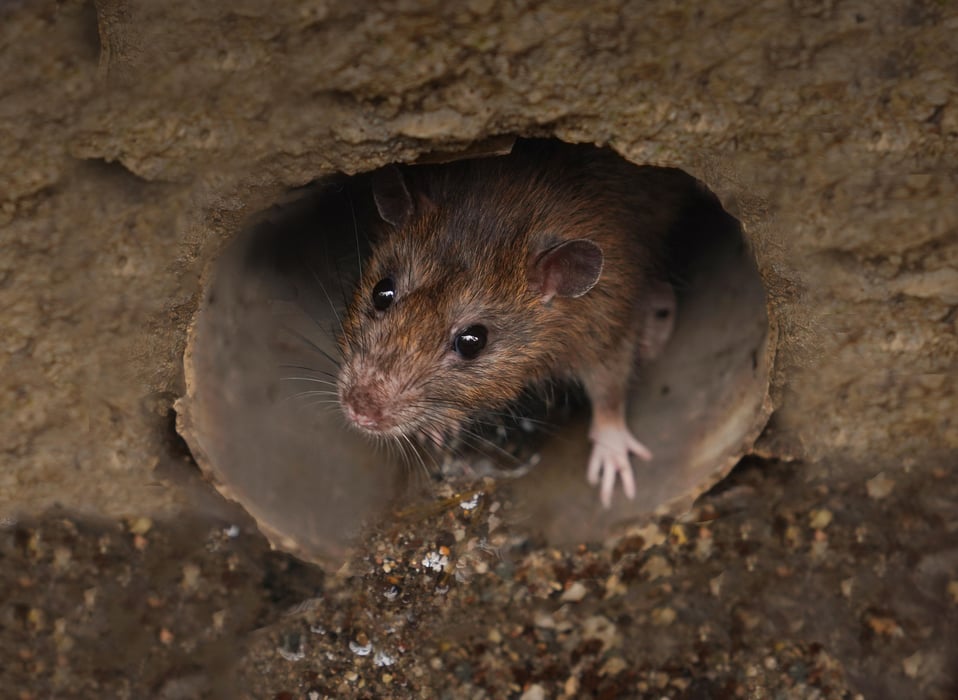 Rat-Borne Parasite That Can Cause Brain Disease Spreading in Southern U.S.