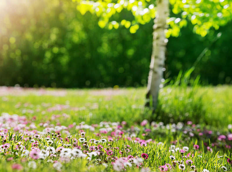 Fewer Rainy Days Are Bringing Earlier Springs