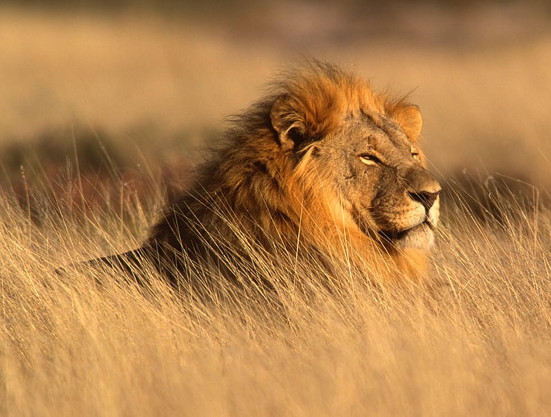 News Picture: 'Love Hormone' Turns Lions Into Placid Pussycats