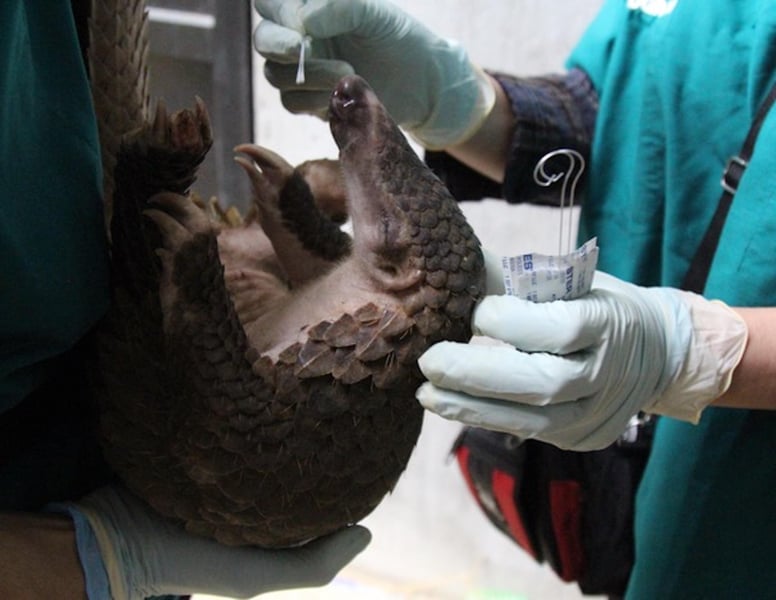 Vietnamese Pangolins Carry COVID-Like Coronavirus