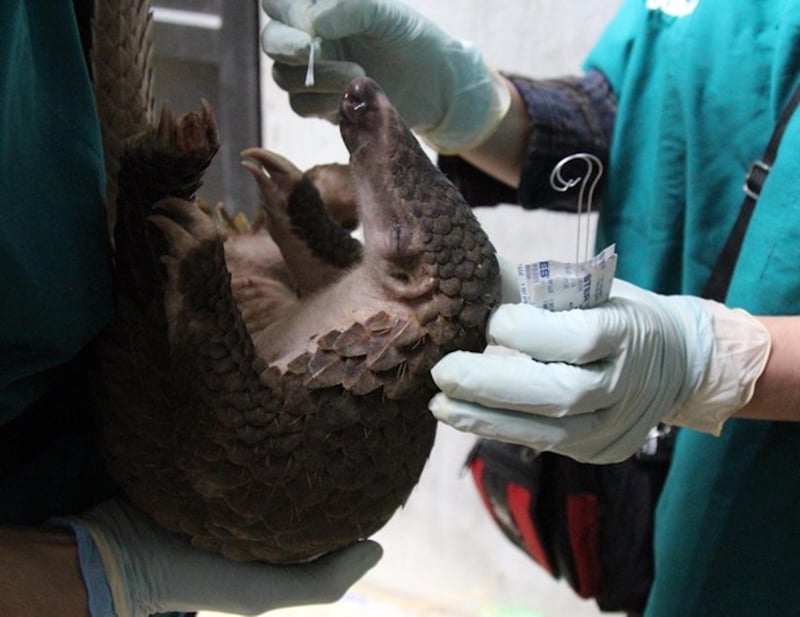 News Picture: Vietnamese Pangolins Carry COVID-Like Coronavirus