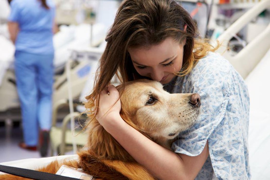 therapy dog hospital