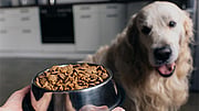Is Your Dog’s Food Bowl a Health Hazard?