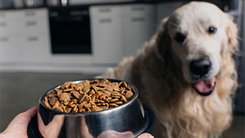 Is Your Dog’s Food Bowl a Health Hazard?