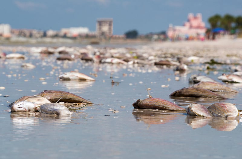 News Picture: Humans Bear Blame for Red Tides