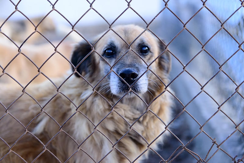 Hair of the Dog: A Quick, Painless Stress Test for Pooches