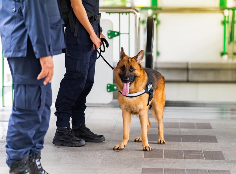 News Picture: Dogs Accurately Sniff Out COVID-19 at Airports