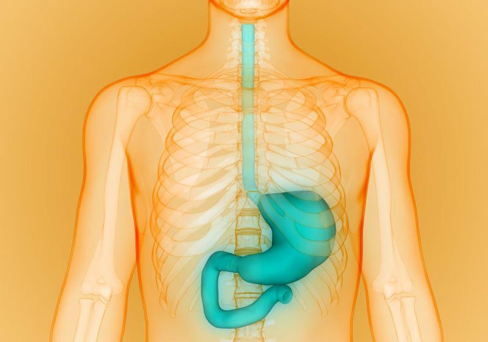 esophagus stomach digestion