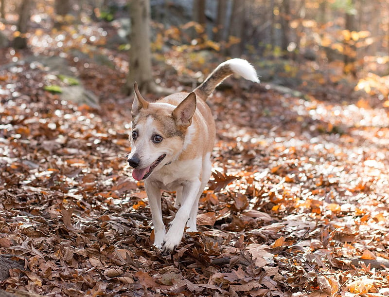 News Picture: Your Dog's Breed Has Little Influence on Behavior, Study Finds