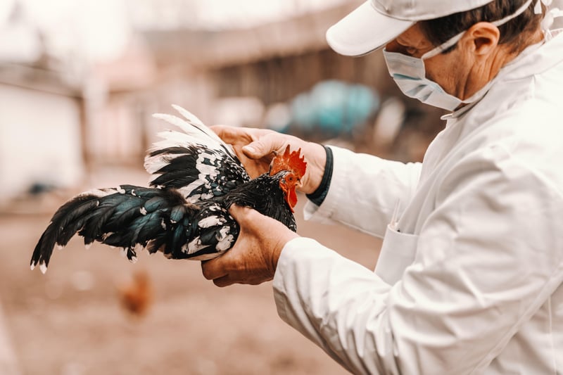 El primer caso de nueva gripe aviar en humanos en los Estados Unidos