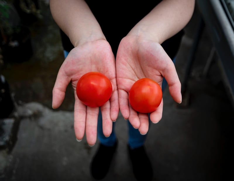 Foto de noticias: ¿Vitamina D diaria de los tomates? Los ajustes genéticos podrían hacer que eso suceda