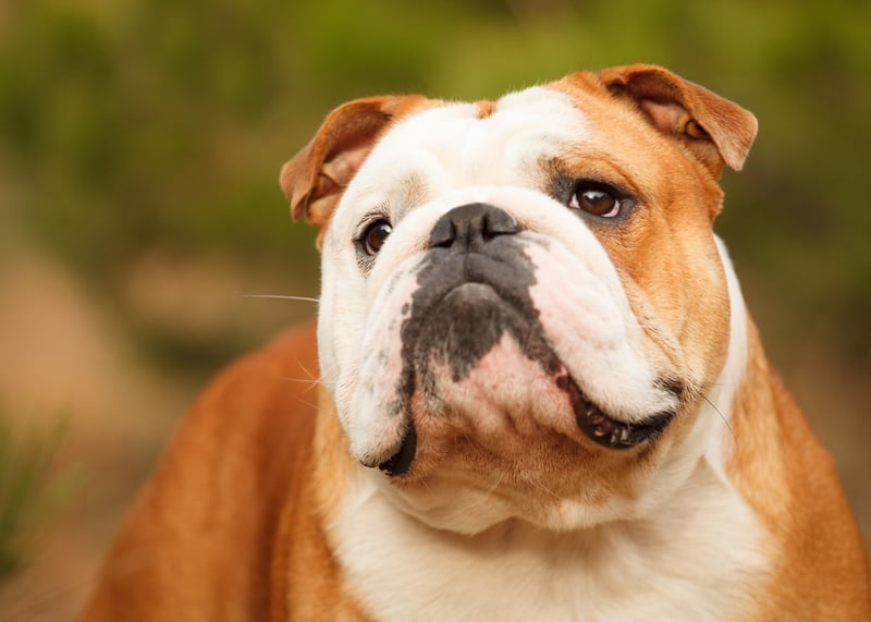 Breeding Puts English Bulldogs at High Risk of Multiple Ailments