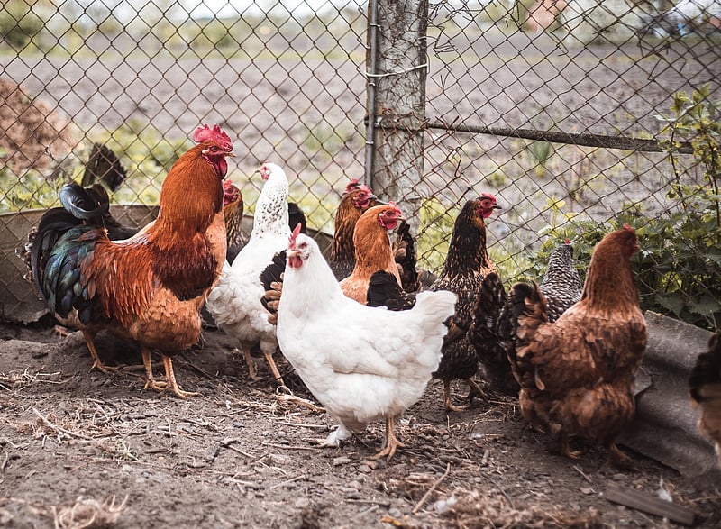 News Picture: USDA Gets Tough on Salmonella in Breaded Chicken Products