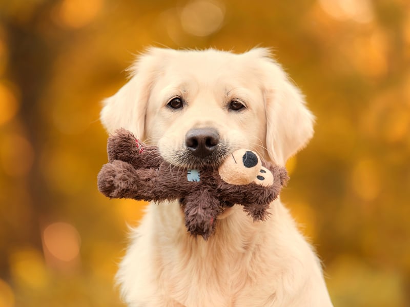 Squeaky or Furry: New Insights Into Dogs' Love of Toys