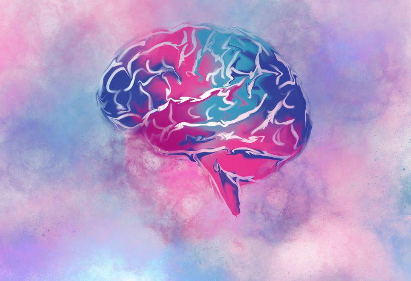 Gene Study Reveals Brain's Complex Organization