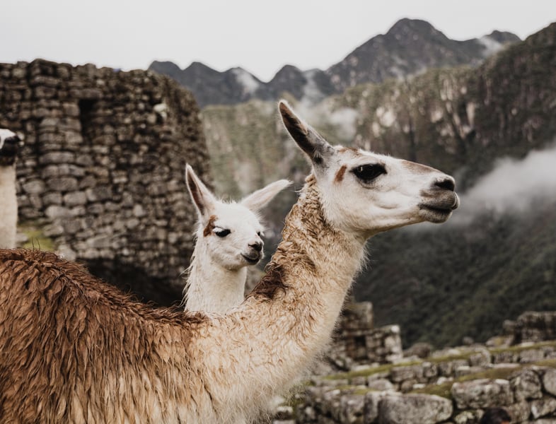 Could Llamas Hold the Key to Fighting COVID-19?