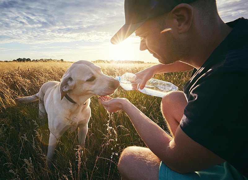 News Picture: Panting Pooches: When Summer Heat Is Too Much for Your Dog