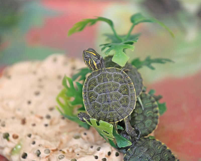 News Picture: Salmonella Linked to Pet Turtles Has Hospitalized 5, CDC Says