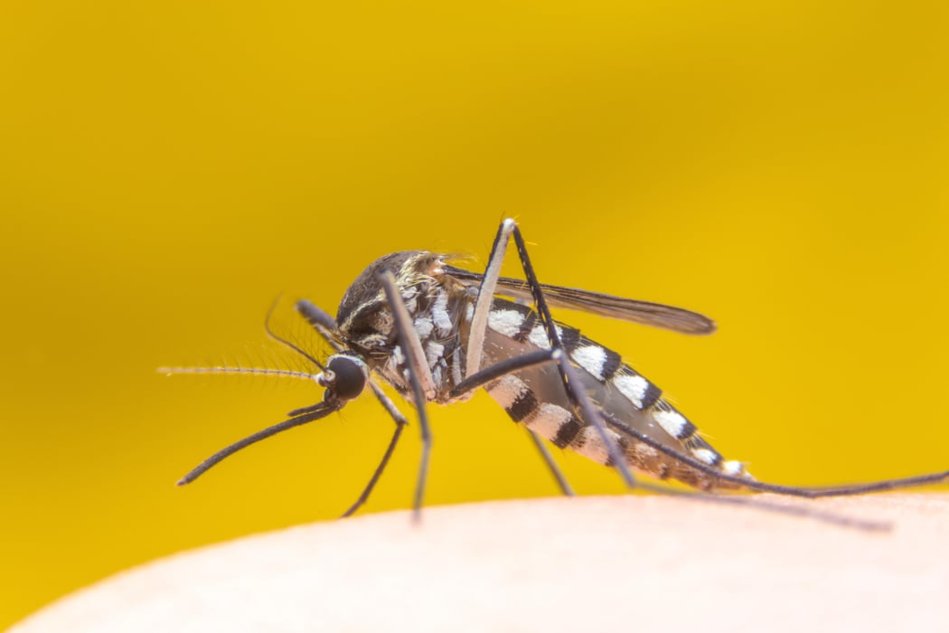 yellow fever mosquito bites