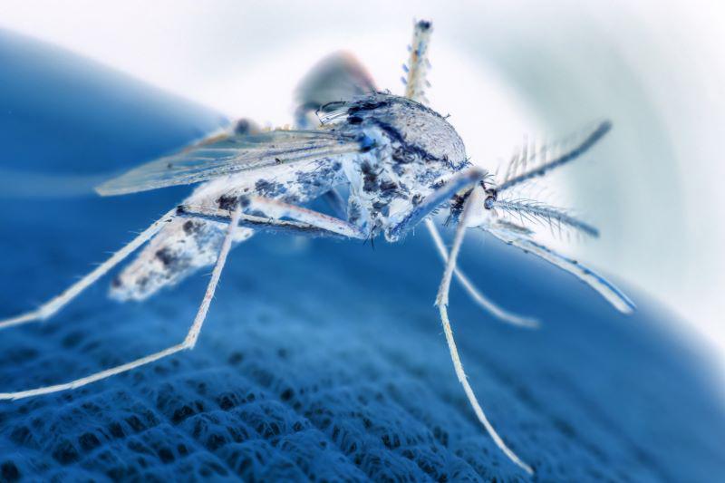 Dengue Fever Is Making Inroads in Europe