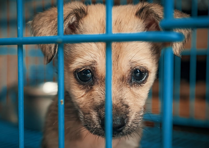 Shelter Dogs Vulnerable to Diseases Spread by Ticks, Mosquitoes