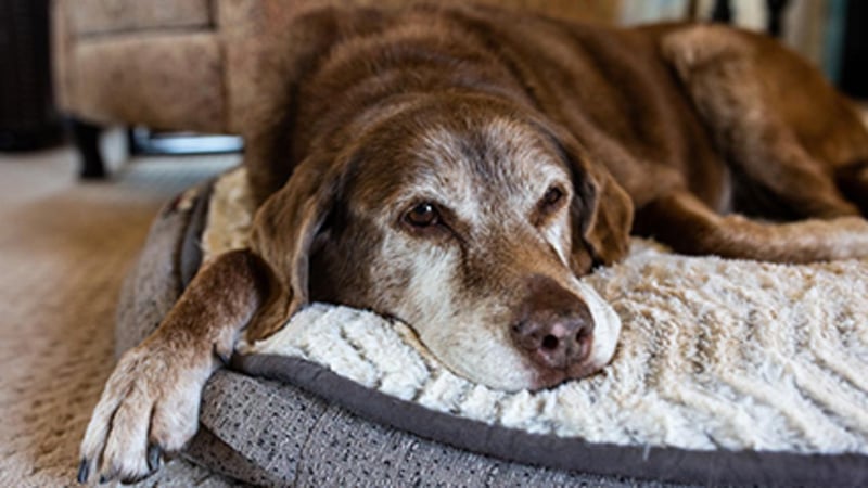 Similar to Humans, Sleep Is Altered for Dogs With Dementia