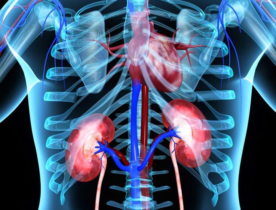heart kidneys