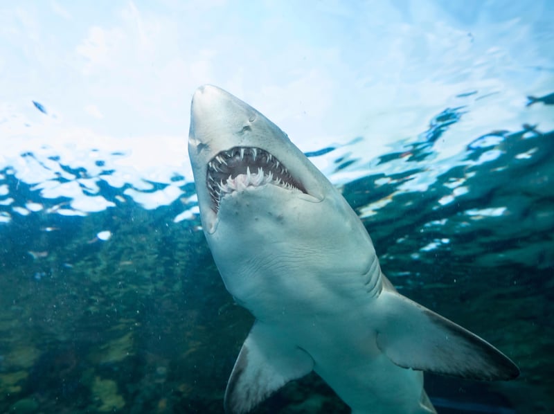 Shark Bites Are Declining Worldwide