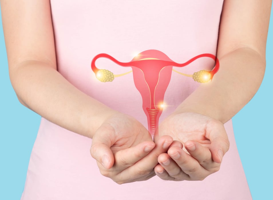 ovaries uterus fallopian