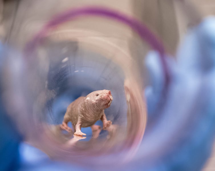 Naked Mole-Rats Are Fertile Forever: Could Research Help Humans?