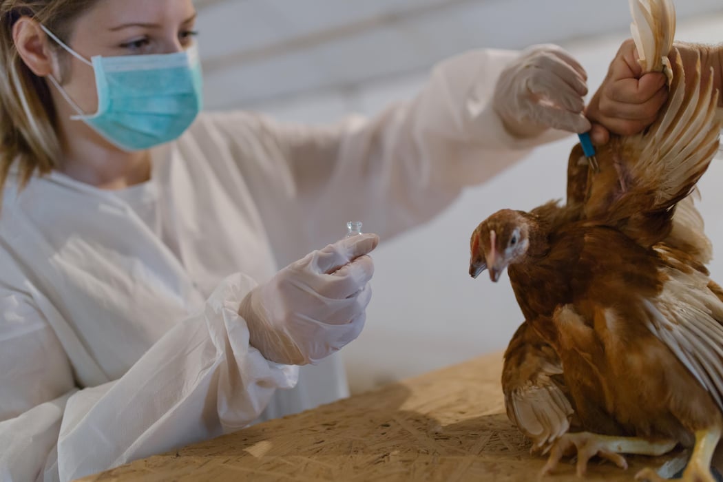 bird flu vaccination chicken