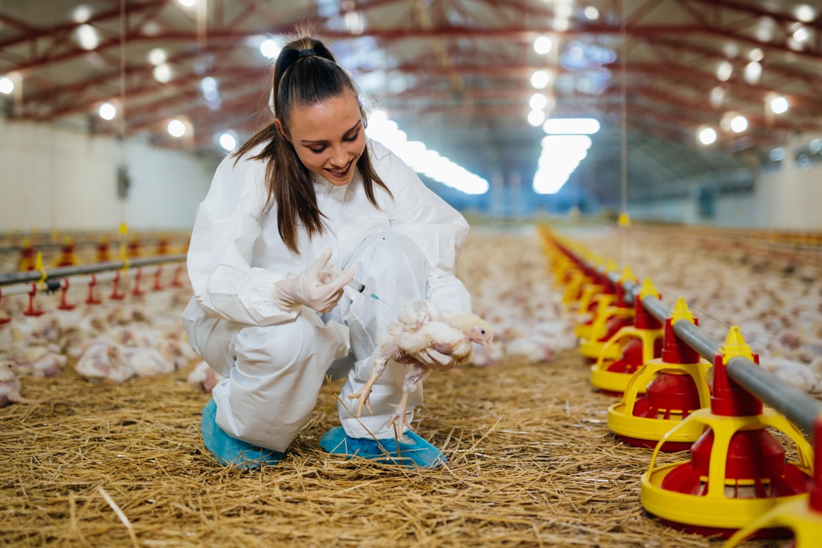 U.S. To Test Vaccines to Curb Bird Flu Outbreak