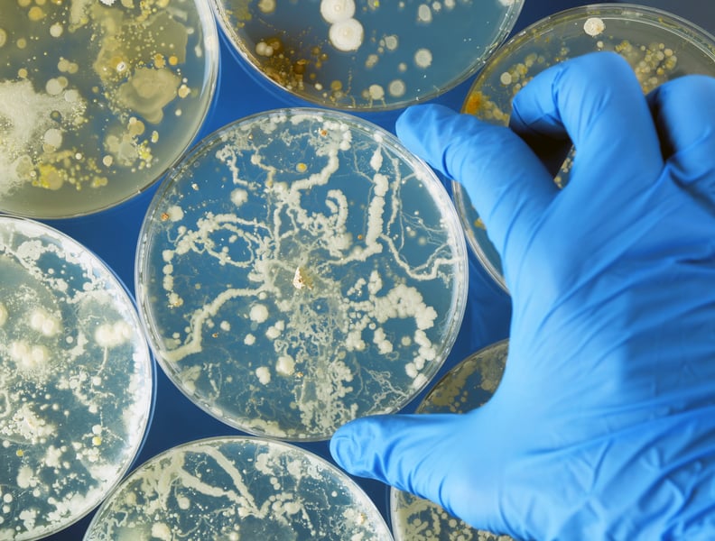 Cases of Dangerous Drug-Resistant Fungal Infections Are Spreading