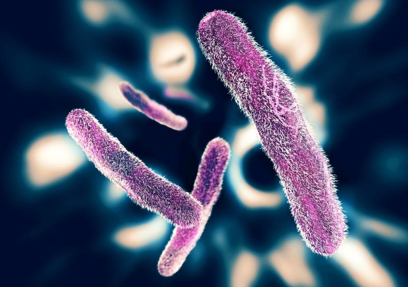 Flesh-Eating Bacteria Kills 3 People in Connecticut, New York