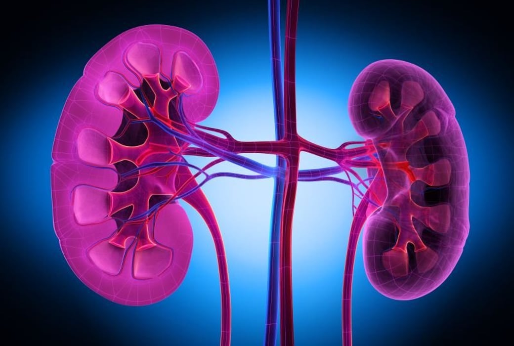renal kidneys