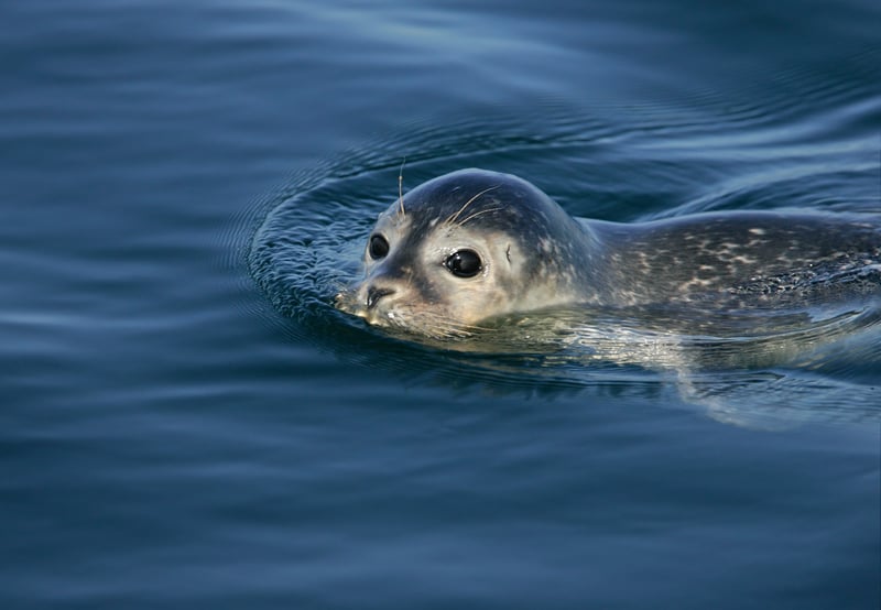 Bird Flu Outbreak Killed New England Harbor Seals, Raising Alarms for Humans