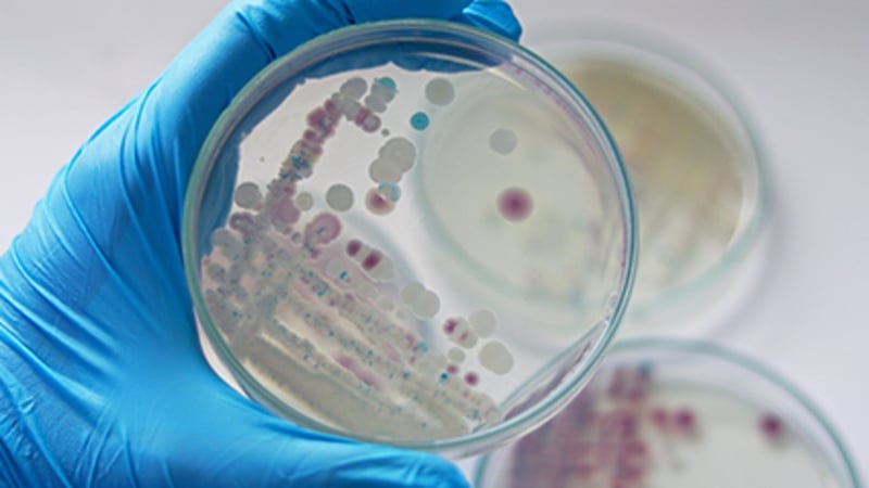 Many Strains of a Dangerous Foodborne Bacteria Are Now Antibiotic-Resistant