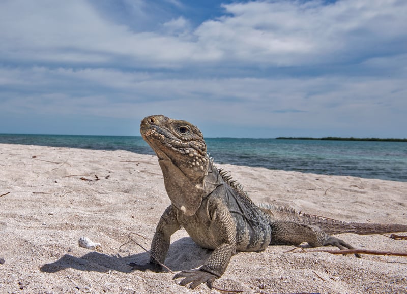 Iguana Bite Left Vacationing Toddler a Medical Issue Months Later
