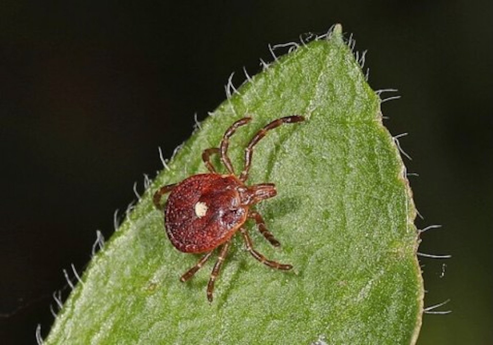 News Picture: Tick Bites Can Trigger Meat Allergy: What You Need to Know