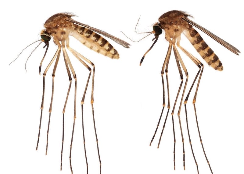 New Tropical Species of Mosquito Migrates Into Florida